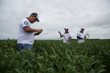 Impulsionada pelo clima favorável e aumento de área, safra de soja deve ser a maior da história