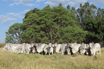 Agro-Pecuária CFM faturou R$ 3,63 milhões com a venda de 346 touros Nelore em leilão virtual