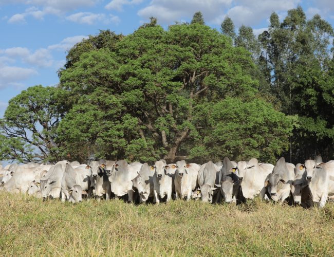 Agro-Pecuária CFM faturou R$ 3,63 milhões com a venda de 346 touros Nelore em leilão virtual