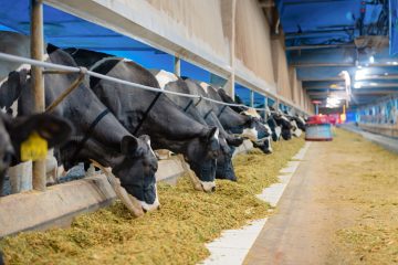 Suplementação lipídica beneficia desempenho de vacas leiteiras no pós-parto e na lactação