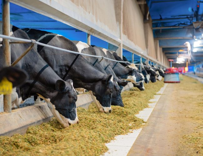 Suplementação lipídica beneficia desempenho de vacas leiteiras no pós-parto e na lactação