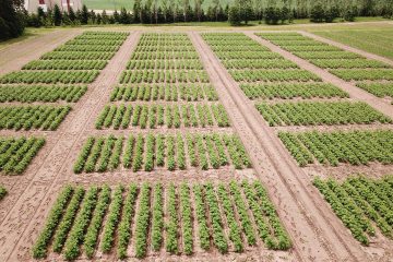 Avanço na formulação de herbicida à base de RNA promove um controle de plantas daninhas mais sustentável
