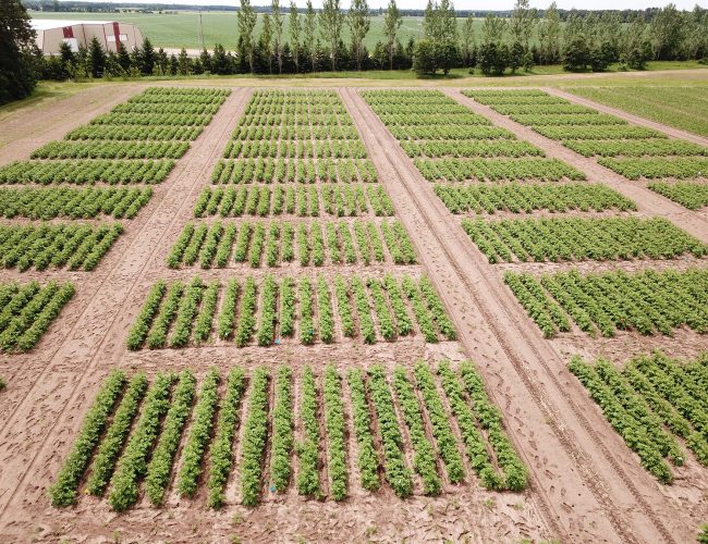 Avanço na formulação de herbicida à base de RNA promove um controle de plantas daninhas mais sustentável