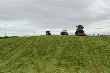 Alta produtividade do rebanho precisa de silagem de qualidade