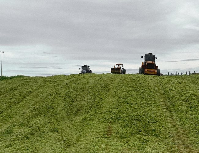Alta produtividade do rebanho precisa de silagem de qualidade