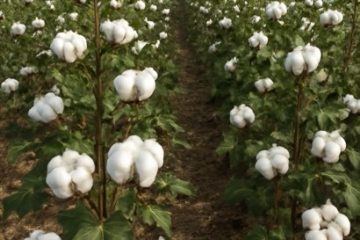 Alta histórica no preço do algodão reacende atenção de produtores para gestão e investimento no campo