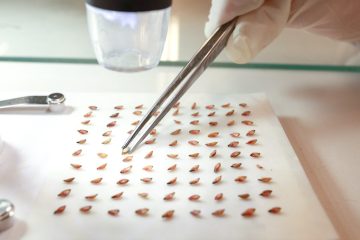 Focada na agricultura regenerativa, SBS Green Seeds quer liderar mercado potencial de R$ 2,58 bi