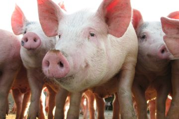 MCassab apresenta soluções em saúde e bem-estar animal no 17º Simpósio Brasil Sul de Suinocultura, em Chapecó (SC)
