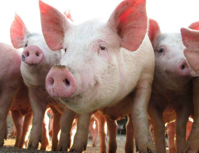 MCassab apresenta soluções em saúde e bem-estar animal no 17º Simpósio Brasil Sul de Suinocultura, em Chapecó (SC)