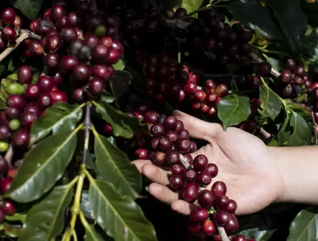 Estudo revela que cafezais das Matas de Rondônia capturam mais carbono do que emitem