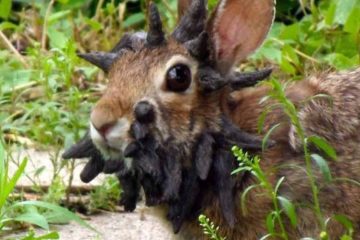Coelhos selvagens com protuberâncias incomuns viralizam nos Estados Unidos