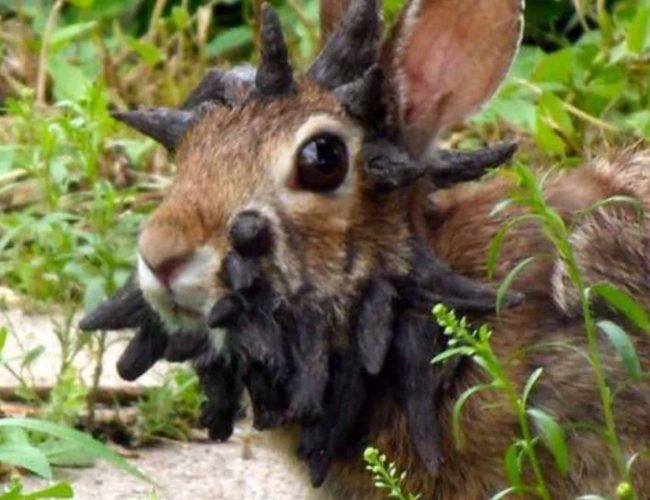 Coelhos selvagens com protuberâncias incomuns viralizam nos Estados Unidos
