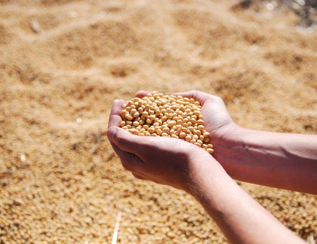 “Previsão otimista para a safra de soja no Brasil: crescimento de 3,1% com condições climáticas favoráveis”
