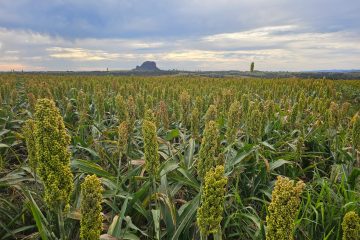 Brasil e China se unem em acordo pré-listing para sorgo brasileiro rumo ao mercado chinês