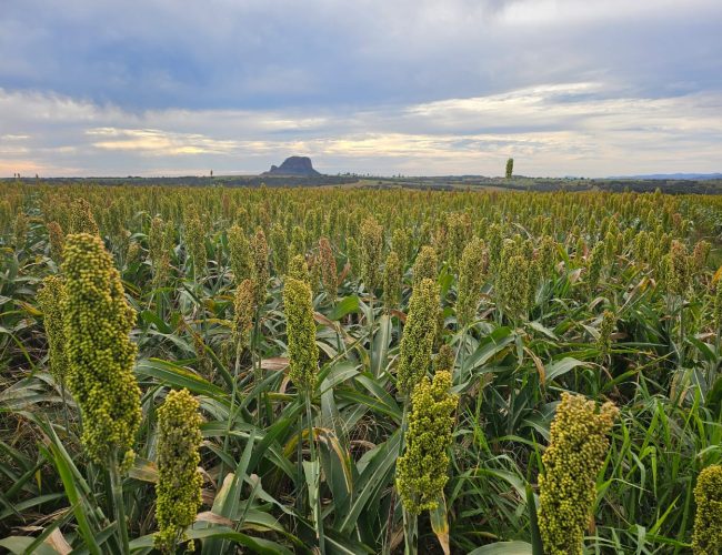 Brasil e China se unem em acordo pré-listing para sorgo brasileiro rumo ao mercado chinês