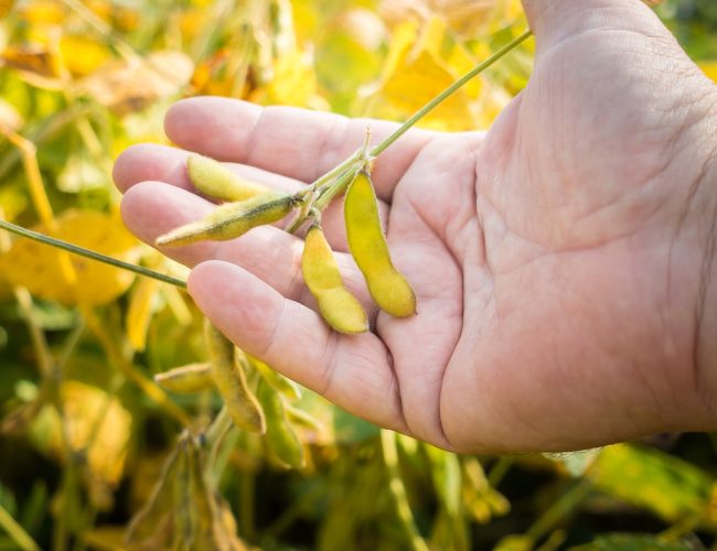 Confira as novidades do Soja Brasil: Safra 25/26 e práticas de agricultura regenerativa em destaque.