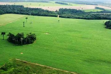 Glenis Gomes Steckel ressalta a importância da recuperação ambiental para o Brasil