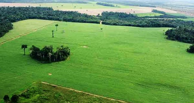 Glenis Gomes Steckel ressalta a importância da recuperação ambiental para o Brasil
