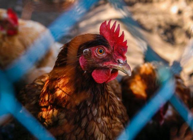 Em resposta à gripe aviária, China interrompe comércio de frango argentino